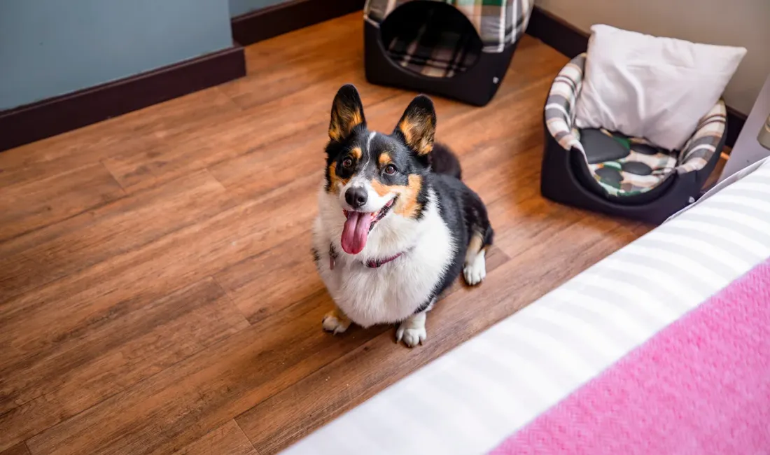 Dog friendly Hotel Boutique Casa Lisa Acapulco Dog friendly Hotel Boutique Casa Lisa Acapulco